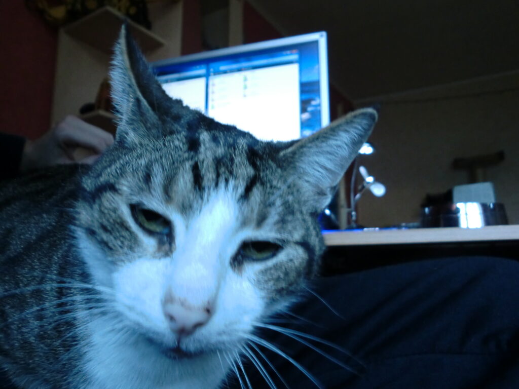 Tiger-132-1024x768 Tiger (~1999 | 15.03.2001 - 31.08.2017)
