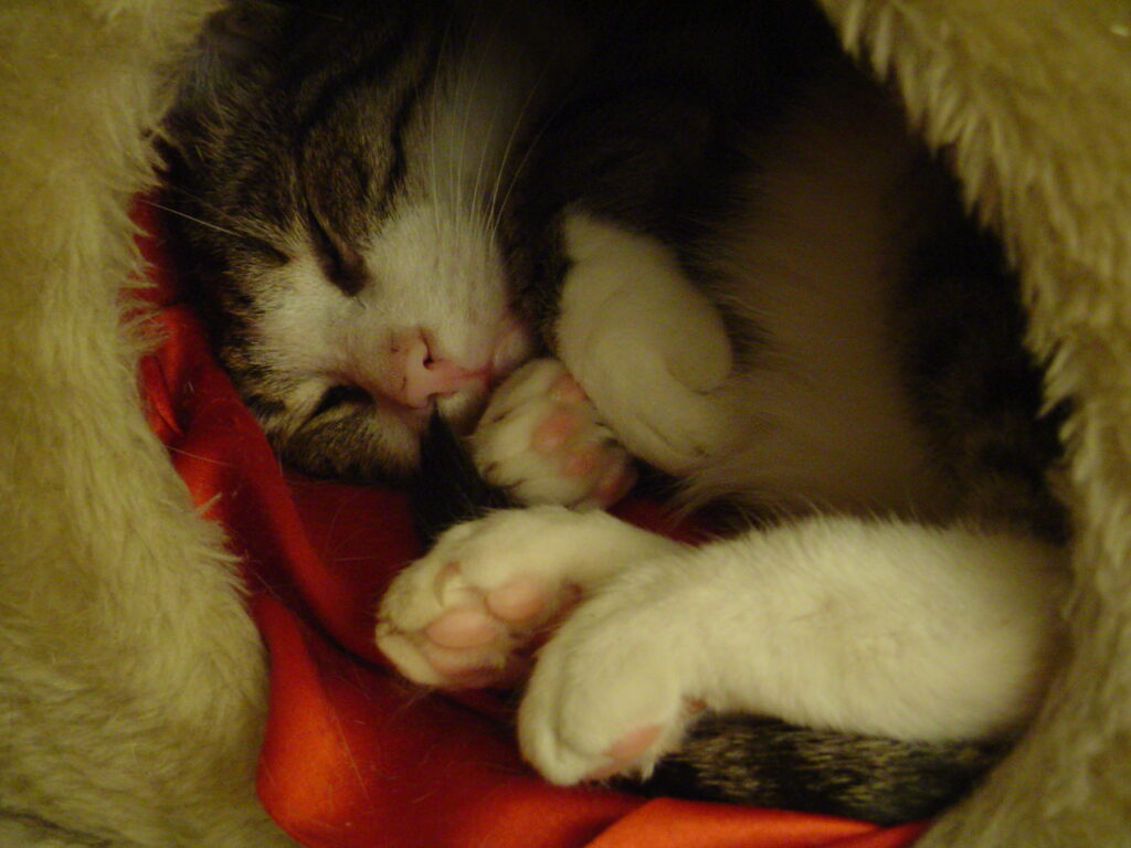 Tiger-208-1024x768 Tiger (~1999 | 15.03.2001 - 31.08.2017)