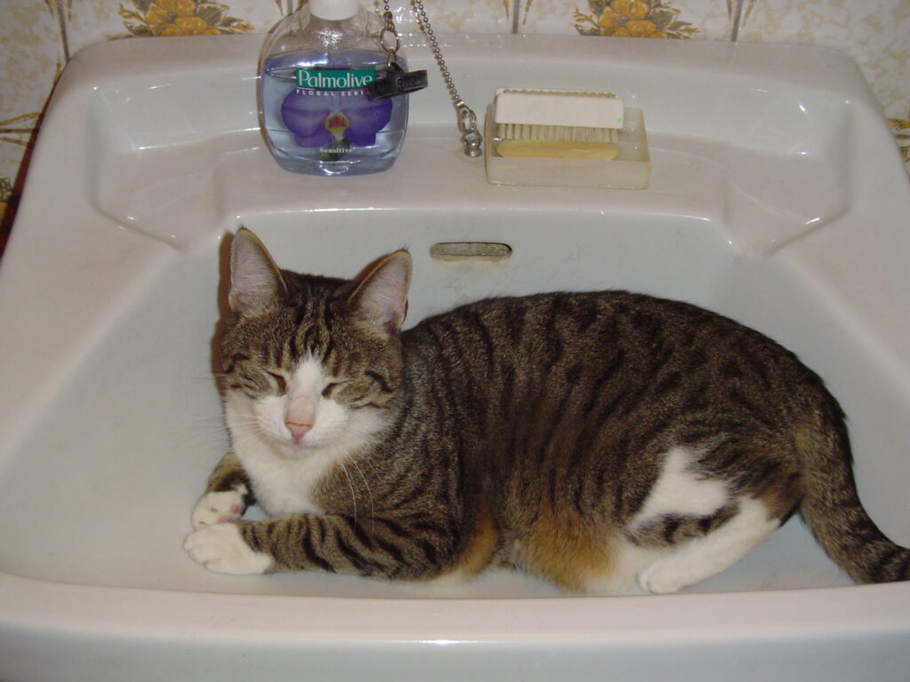 Tiger-344-1024x768 Tiger (~1999 | 15.03.2001 - 31.08.2017)