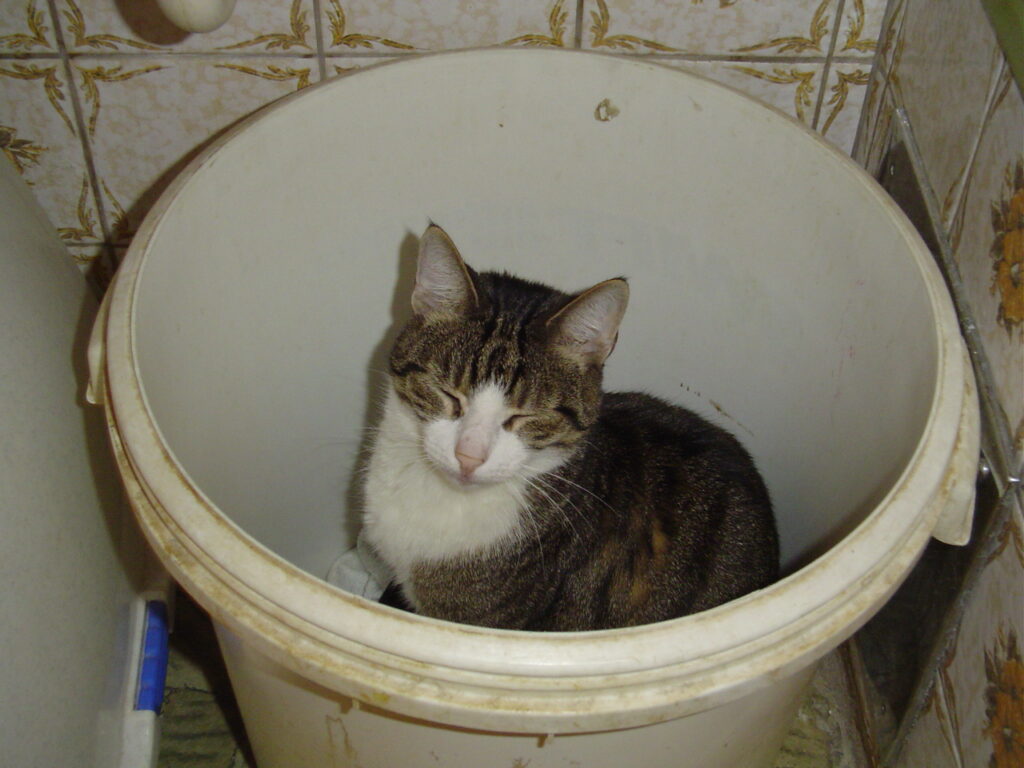 Tiger-625-1024x768 Tiger (~1999 | 15.03.2001 - 31.08.2017)
