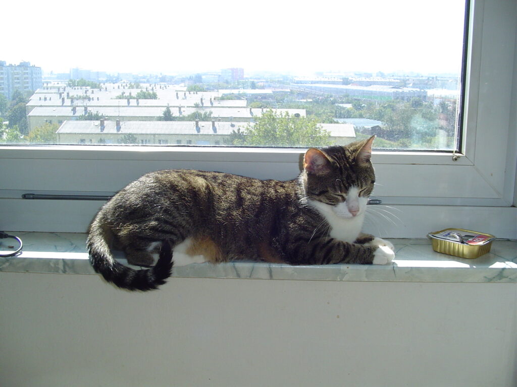 Tiger-627-1024x768 Tiger (~1999 | 15.03.2001 - 31.08.2017)