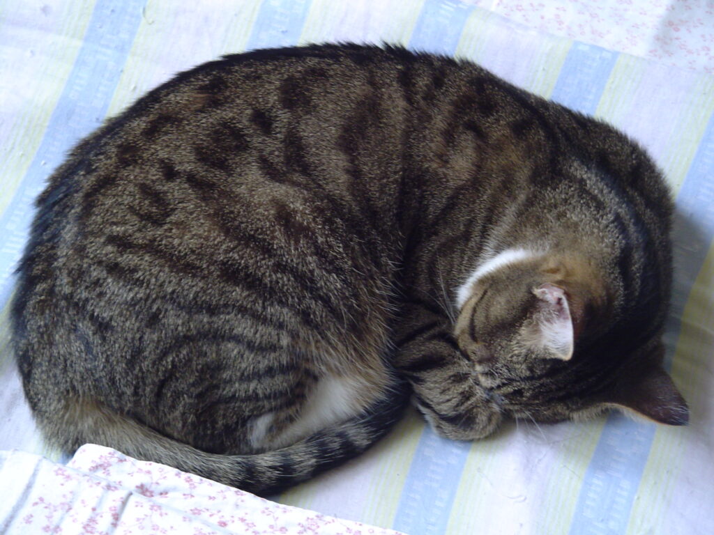 Tiger-634-1024x768 Tiger (~1999 | 15.03.2001 - 31.08.2017)