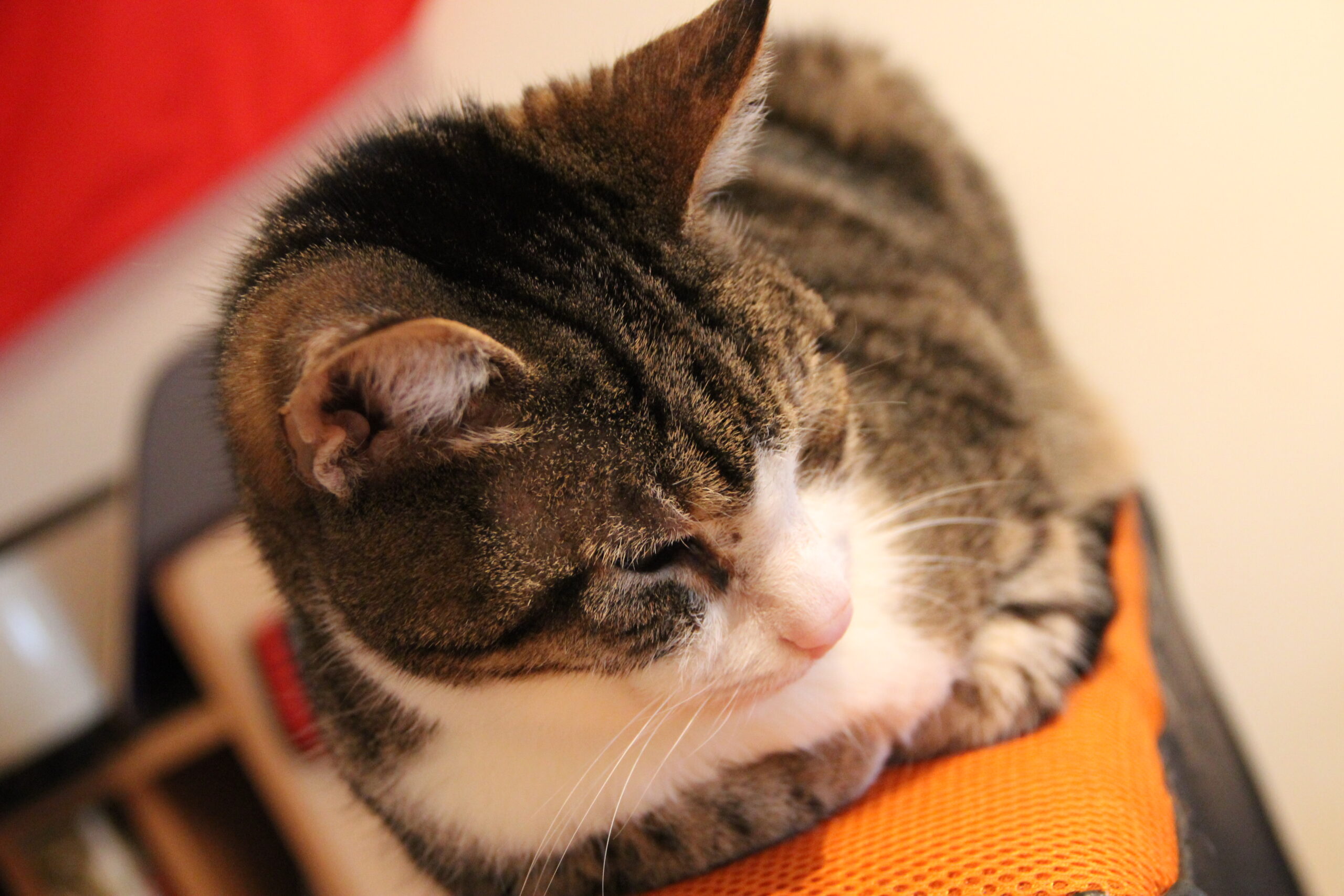 Tiger (~1999 | 15.03.2001 – 31.08.2017)