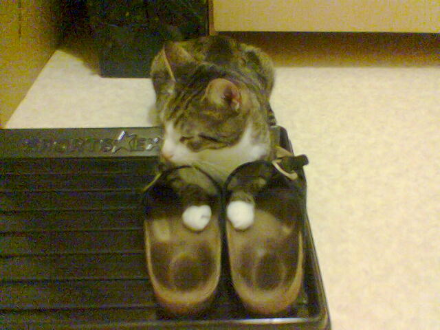 Tiger-93 Tiger (~1999 | 15.03.2001 - 31.08.2017)